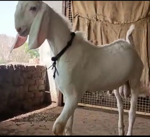Gulabi Goat — photo 5