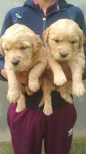 Golden Retriever — photo 3