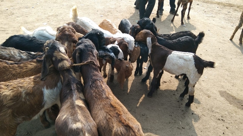 Goat — photo 3