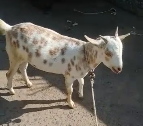 Barbari Goat
