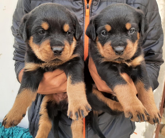Rottweiler