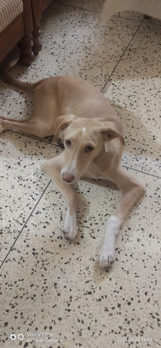 Dog — photo 2