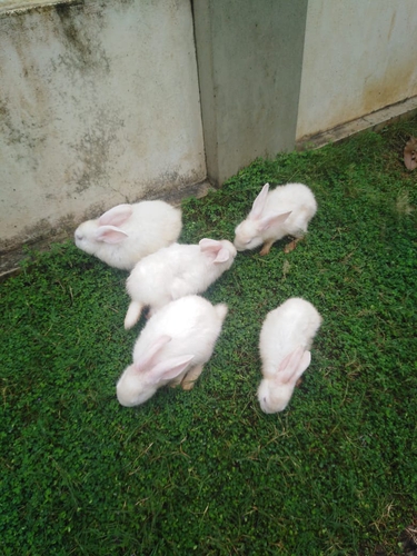 Rabbit — Rabbit, Kerala, India