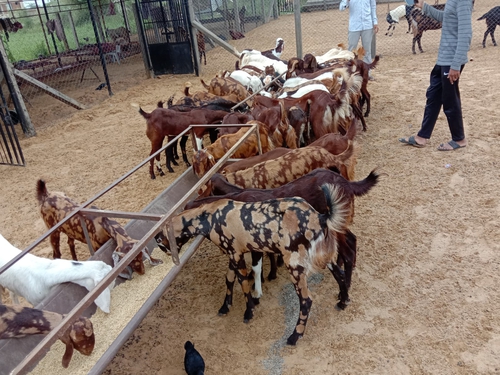 Sirohi Goats — photo 2