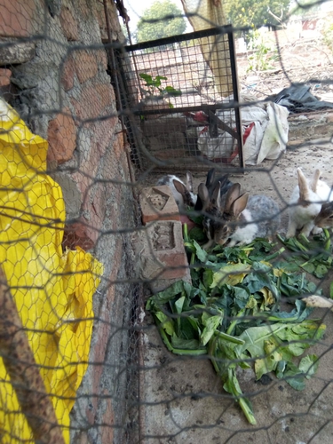 Rabbit — Rabbit, Uttar Pradesh, India