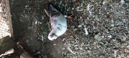 Pigeon — photo 5