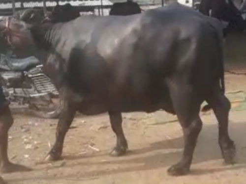 Buffalo — Buffalo, Satna, India