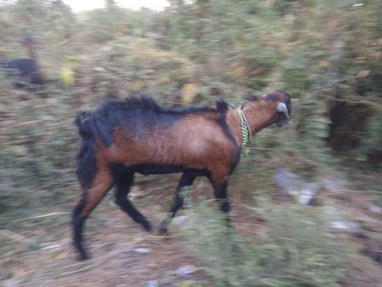 Gavrani bakra