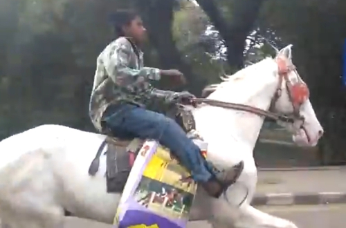 Marwari Horse — photo 3