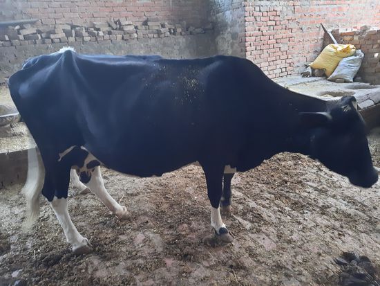 Cow — photo 2