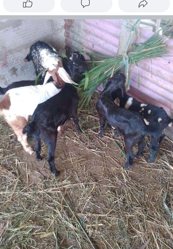 Goat — photo 2