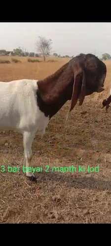 Totapari  Female Goat — photo 4
