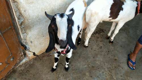 Kota goat andul — photo 2