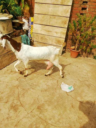 Sojat Female goat