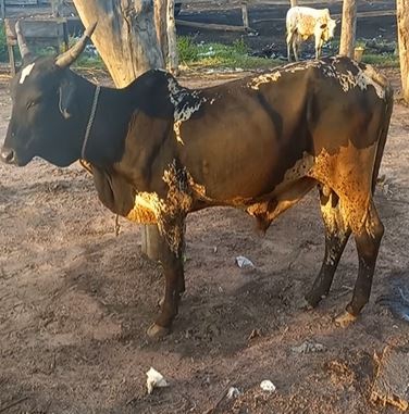 Bull — photo 2
