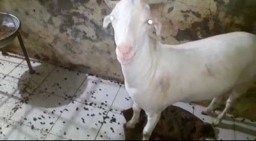 Patira Cross Goat — photo 2