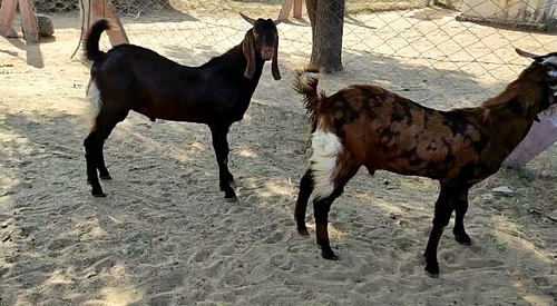 Sirohi goat male — photo 3