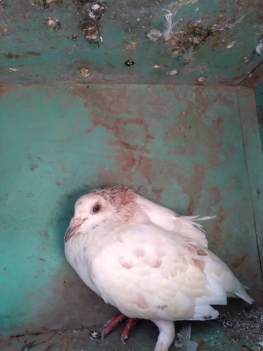 Pigeon — Pigeon All breed, Maharashtra, India