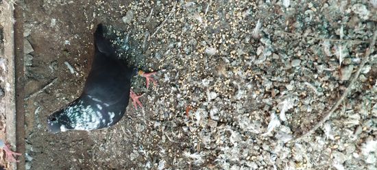 Pigeon — photo 3