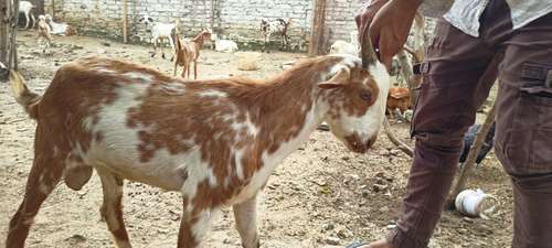 Barbari pure breed Goat