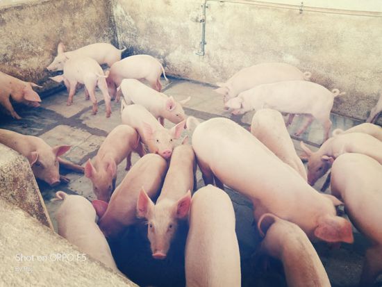 Piglet