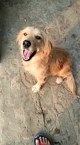 Golden retriever male puppy — photo 3