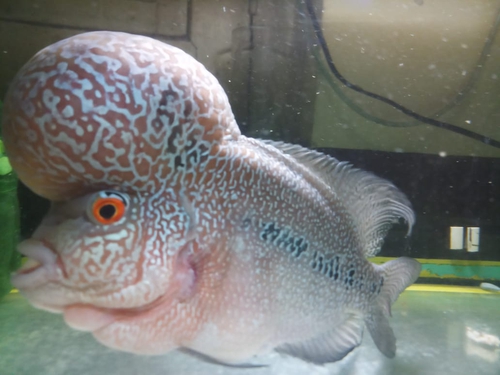 Flower Horn Fish