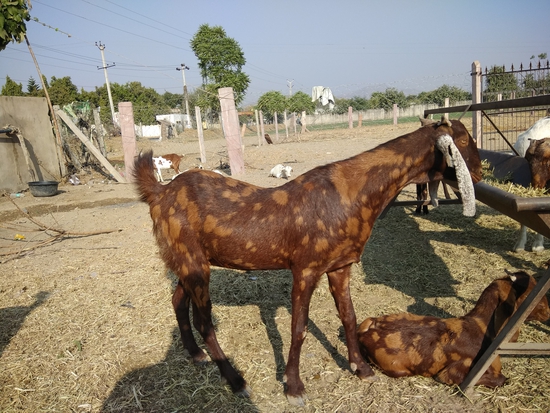 Shirohi Female — photo 6