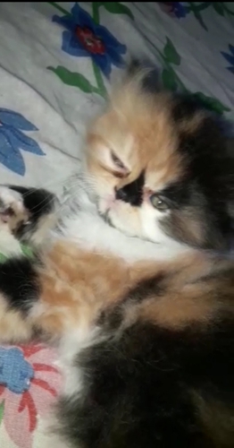 Calico kittens