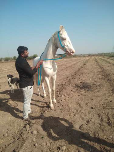 Punjabi and Marwadi Mix — photo 4