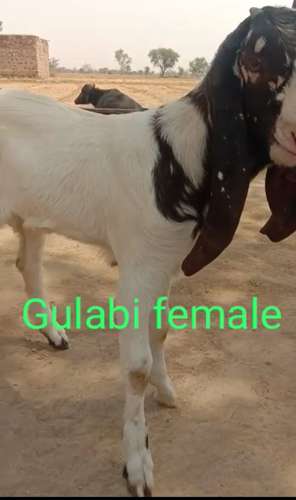 Totapari Goat — photo 2