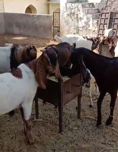 All Breed Goat — photo 2