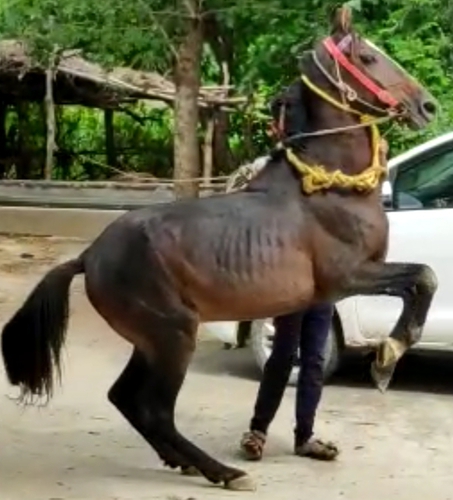 Marwadi Horse