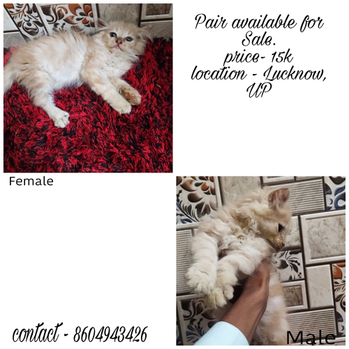 Persian_Cat