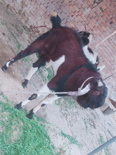 लाल काला बकरा — photo 2