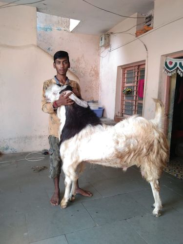 Sojat Goat