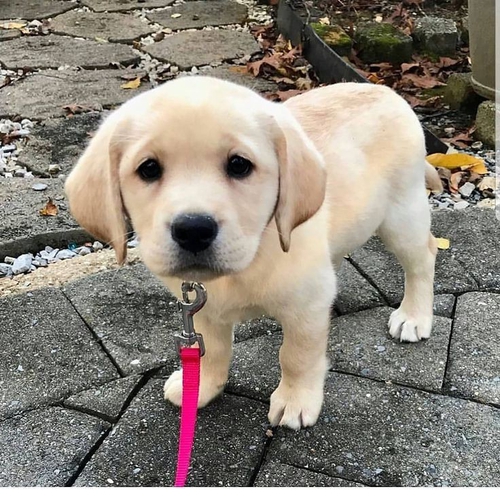 All Breed Available — photo 6