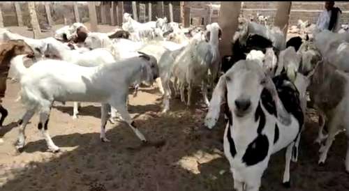 Sojat Goat — photo 3