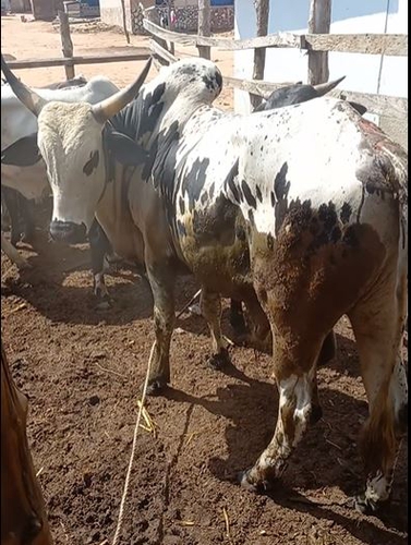 Bull — Cow for sale in Kumashi achra location, Ghana, Ghana