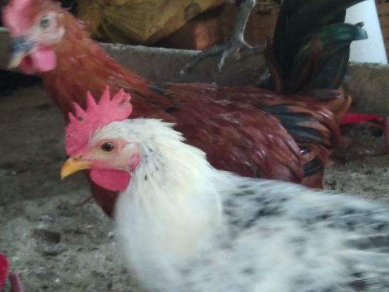 SONALI