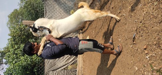 Kota Goat — photo 4