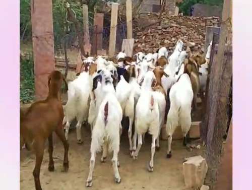 Sojat Male  Goat — photo 2