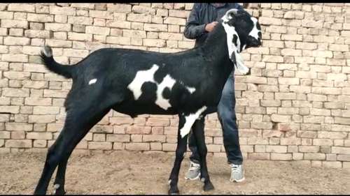 Punjabi Beetal Goat — photo 3