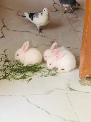 Rabbit — Rabbit, Uttar Pradesh, India
