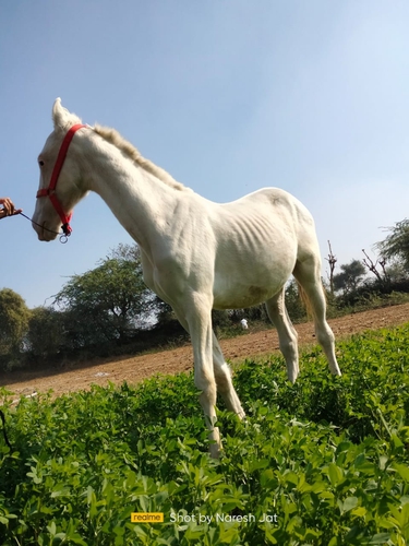 Horse — photo 3