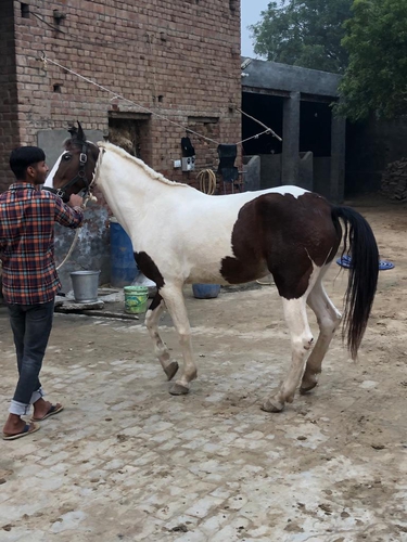 Marwari Horse — photo 4