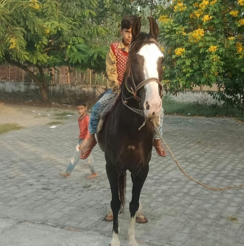 Chambhi Horse