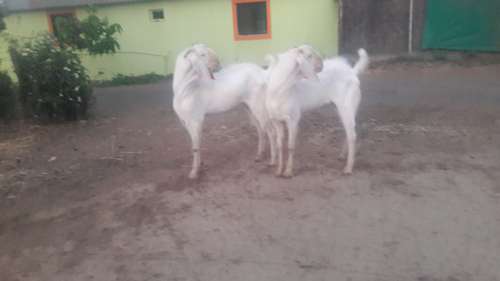 Patira Jodi