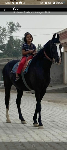 Marwari Horse — photo 2