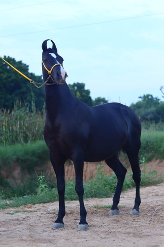 Horse — photo 4